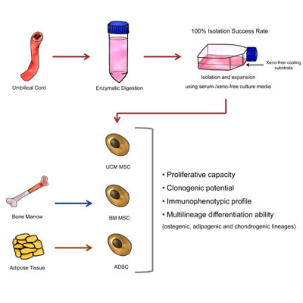 MSc Stem Cell & Exsomes